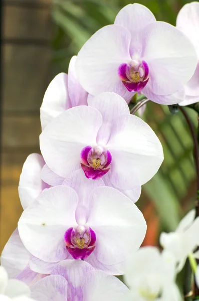 Orquídea blanca en el fondo de la naturaleza, Phalaeno psis . —  Fotos de Stock