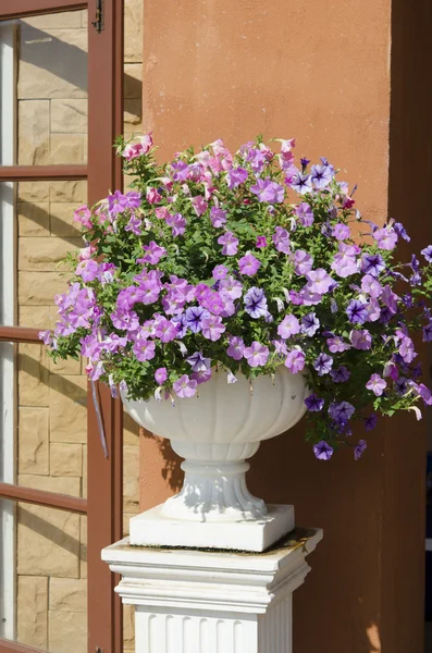 新鮮な庭の鉢花. ストック画像