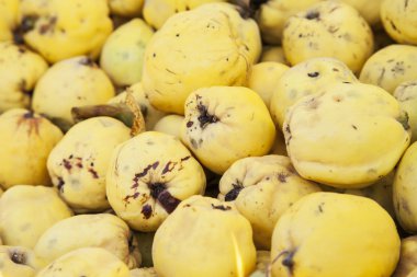 Olgun Ayva yığını