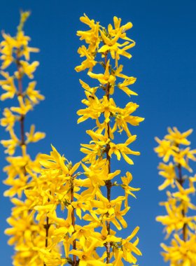 Mavi gökyüzü arka plan ile hor çiçeği