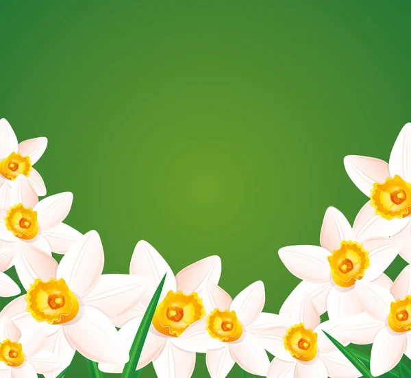 Daffodils on green background. — Stock Vector