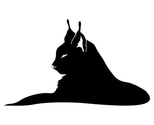 lynx üzerinde beyaz izole.