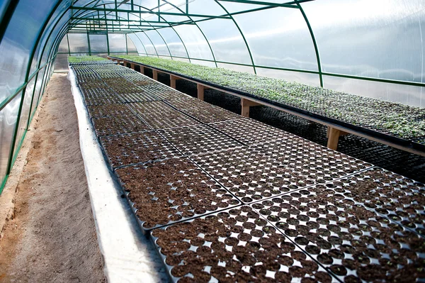 Seedlings in a arched greenhouse — Stock Photo, Image