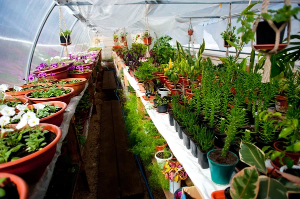 Rows of flowers for sale in a arched greenhouse — Stock Photo, Image