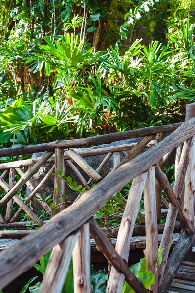Sentiero di legno attraverso la foresta tropicale — Foto Stock