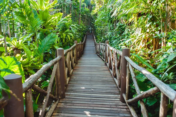 Ponte di legno Nella foresta di mangrovie — Foto Stock