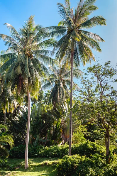 Palmeras de coco — Foto de Stock