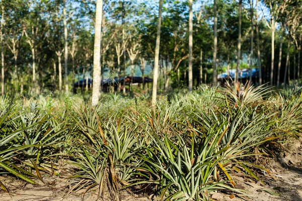 Pineapple fruit on the bush — Stock Photo, Image