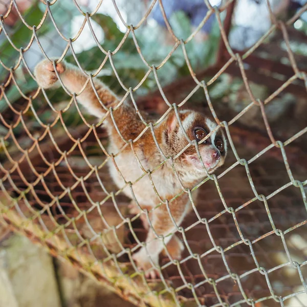 Lemur behind bars — Stock Photo, Image