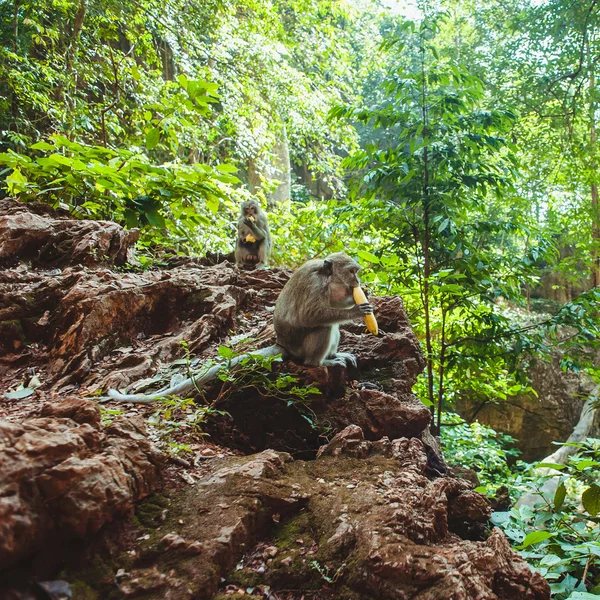 Long-tailed macaques in the jungle — Stock Photo, Image