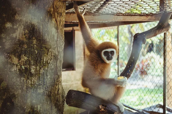 Mono sentado en un zoológico de jaula — Foto de Stock