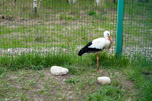 Ptak bocian w zoo — Zdjęcie stockowe