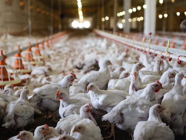 Chicken Farm — Stock Photo, Image