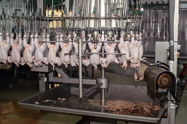 Detalle de la industria alimentaria con procesamiento de carne de aves — Foto de Stock