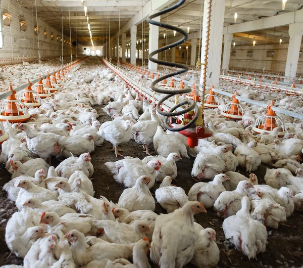 Poultry farm. — Stock Photo, Image