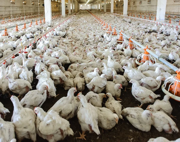 Chicken Farm — Stock Photo, Image