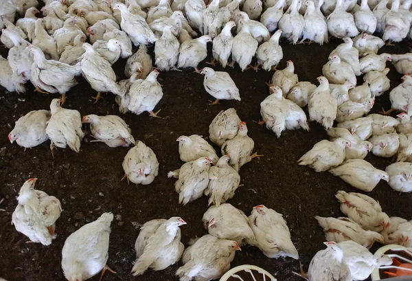 Aves de capoeira Farm. — Fotografia de Stock