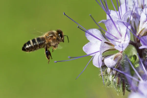 Biene auf der Phacelia-Blume — Stockfoto