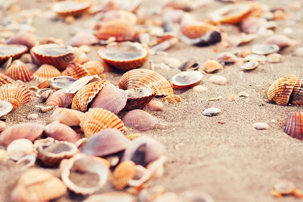 Conchas marinas en la arena de la playa en un día de verano — Foto de Stock