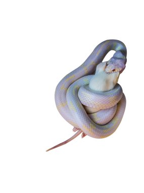The snake feeding with clipping path clipart