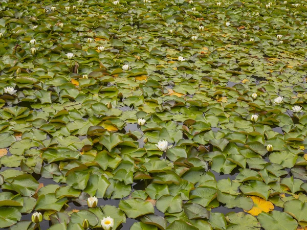 Surface lily pads — Stock Photo, Image