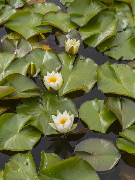 The water lilies — Stock Photo, Image