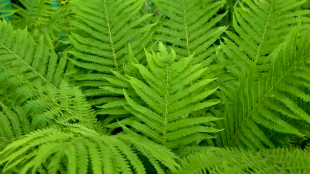 Les Feuilles Fougère Verte Brillante Balancent Dans Vent Nom Latin — Video