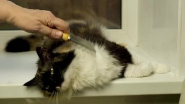 Taraklı bir el, üç renkli güzel bir kediyi tarıyor.