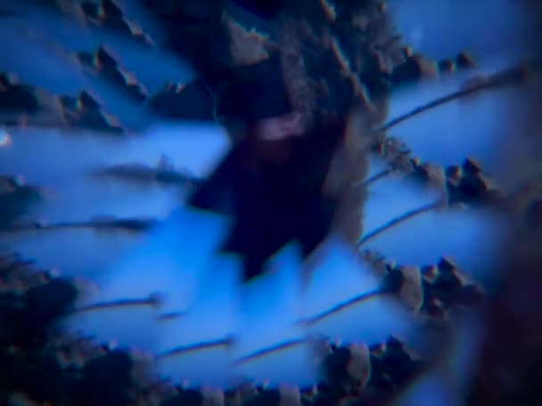 Абстрактная Мозаика Синих Тонах — стоковое видео