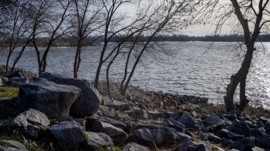 Duvar kağıdı masaüstü için arka planda ağaç dalları, telefon duvar kağıtları. Kolaj için doku