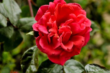 kırmızı Çin gülü çiçekleri, amberçiçeği