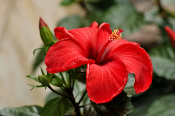 Vermelho Chinês Rosa Flores Hibisco — Fotografia de Stock
