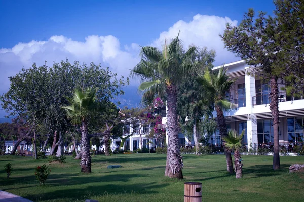 Denizin kıyısındaki palmiye ağaçları. Tropik bölgeler. Turizm. seyahatler