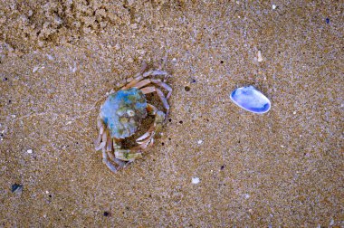 Deniz kıyısında yengeç ve deniz kabuğu, kumlu sahil. Dinlen. Turizm. Seyahatler. Tropikal
