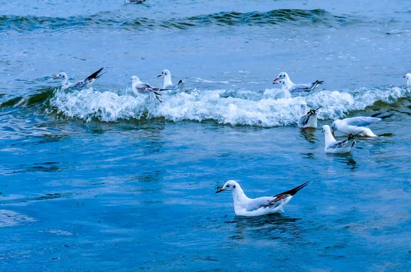 Gaviotas Mar Tiempo Claro Viajes Turismo Mar Negro — Foto de Stock