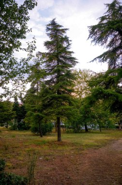 Yalnız yeşil ağaç açık havada