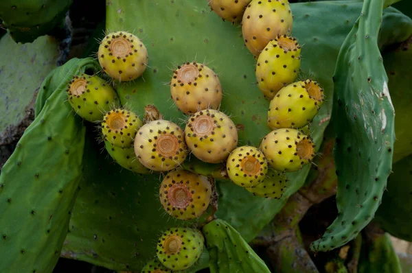 Grüne Kakteenblätter Mit Gelben Früchten Und Dornen — Stockfoto