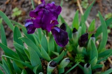 Koyu mavi süsen çiçekleri tarlada. İlkbahar, Mavi İris Çiçeği Yeşil bir arkaplanda. Navy Blues - Uzun sakallı Iris