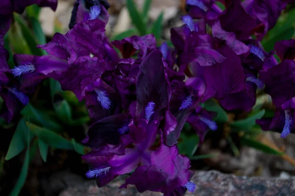 Dark blue iris flowers in field. Spring, Blue Iris Flower On A green Background. Navy Blues - Tall bearded Iris
