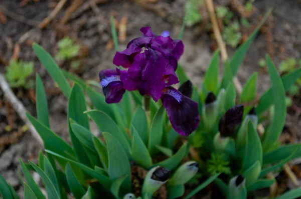 Mörkblå Iris Blommor Fält Våren Blå Iris Blomma Grön Bakgrund — Stockfoto