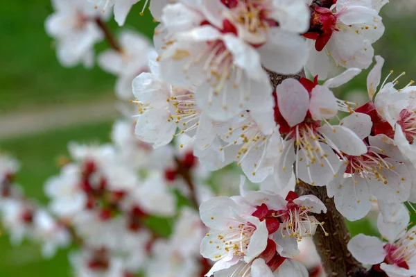 Äppleträd Full Blom Rosa Körsbärsblomma Solljus Blommande Körsbärsträd Med Rosa — Stockfoto