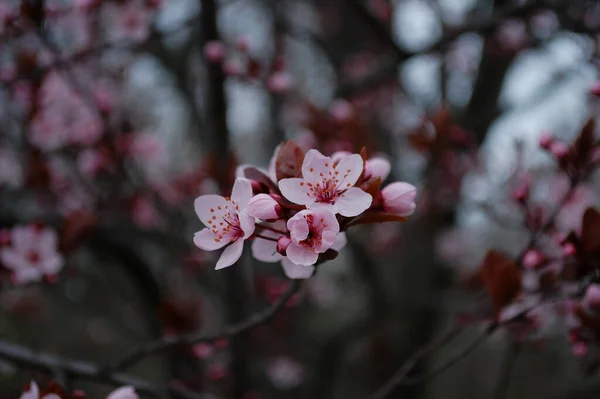 Apple Trees Full Bloom Розовая Вишня Расцветает Солнце Цветущая Вишня — стоковое фото