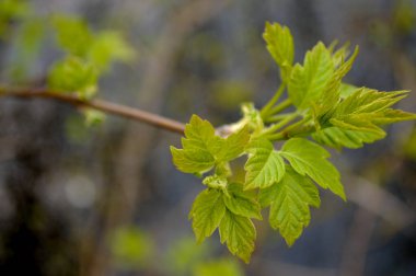 Yeşil yaprakların arasında açan bahar çiçekleri. Kapak, düzen, duvar kağıdı, ekran koruyucu, yeşil yaprakların arasında bahar çiçekleri. kapak, düzen, duvar kağıdı, ekran koruyucu, arkaplan 