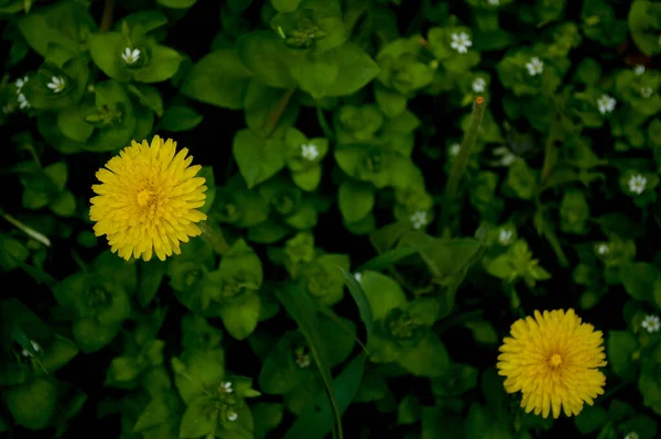 Blühende Frühlingsblumen Zwischen Grünem Laub Cover Layout Tapete Bildschirmschoner Hintergrund — Stockfoto