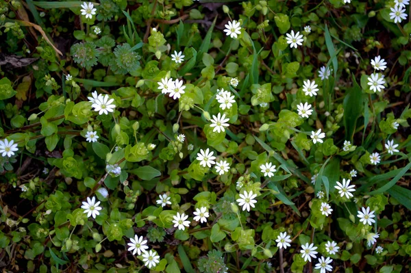 Blühende Frühlingsblumen Zwischen Grünem Laub Cover Layout Tapete Bildschirmschoner Hintergrund — Stockfoto