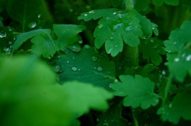 Çiyli yeşil çimenler. Doğa yeşil çimen dokusu görünümün üstünde, çim arkaplan