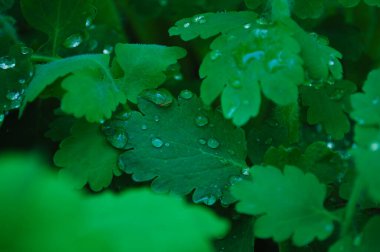 Çiyli yeşil çimenler. Doğa yeşil çimen dokusu görünümün üstünde, çim arkaplan