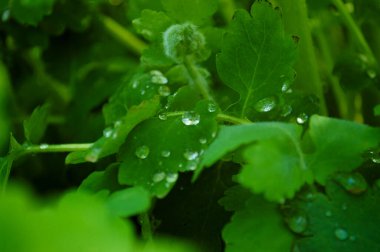Çiyli yeşil çimenler. Doğa yeşil çimen dokusu görünümün üstünde, çim arkaplan