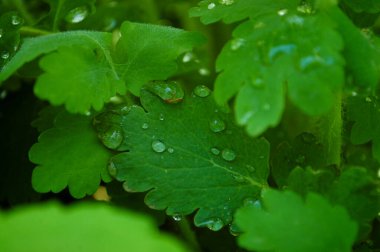 Çiyli yeşil çimenler. Doğa yeşil çimen dokusu görünümün üstünde, çim arkaplan