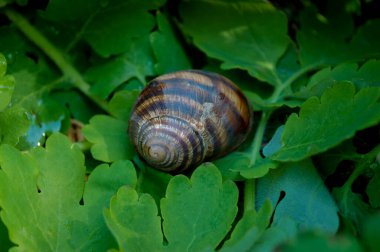 Çiyli yeşil çimenler. Doğa yeşil çimen dokusu görünümün üstünde, çim arkaplan